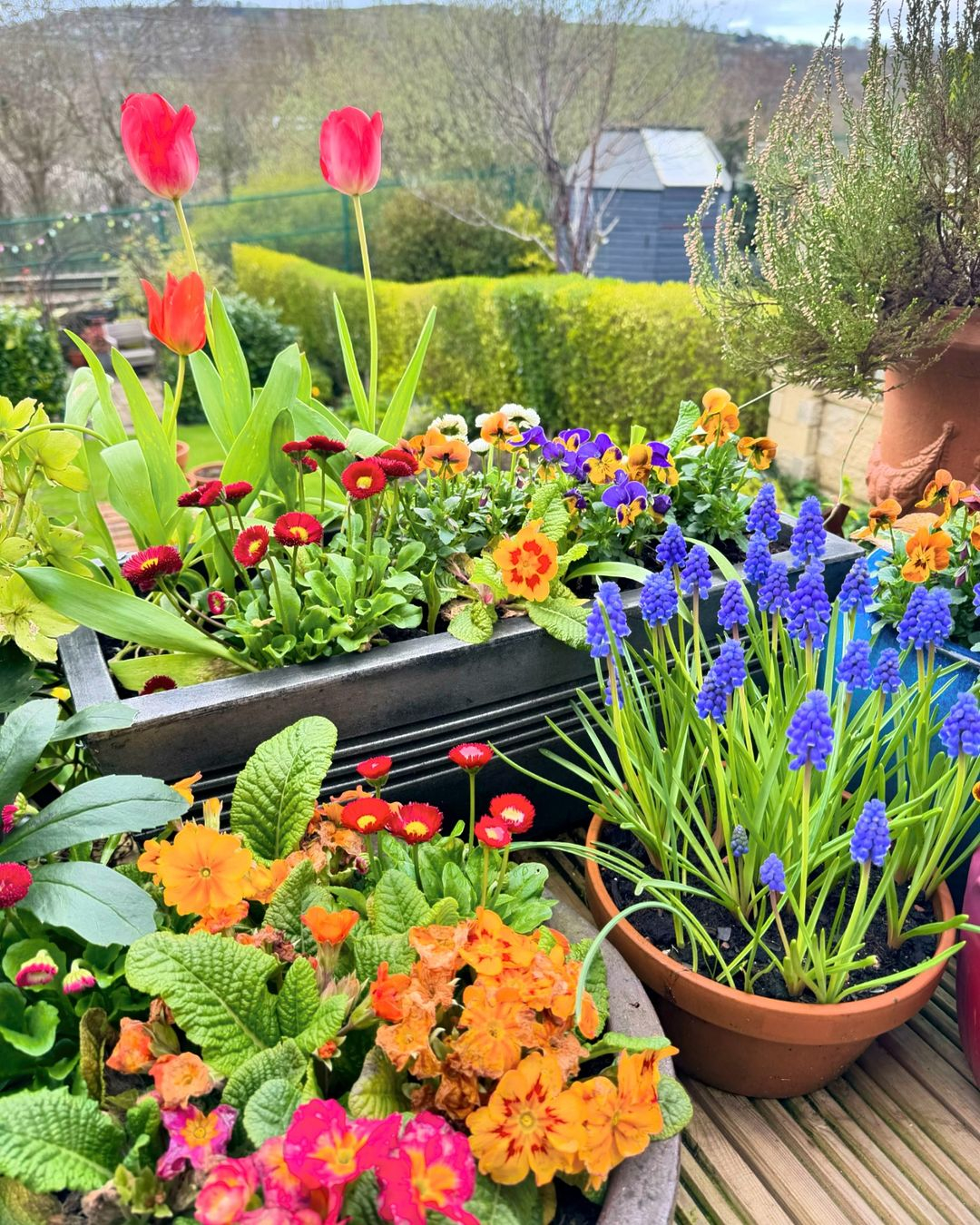 If you want something more varied, you can use different containers just like what we have in this flower garden.