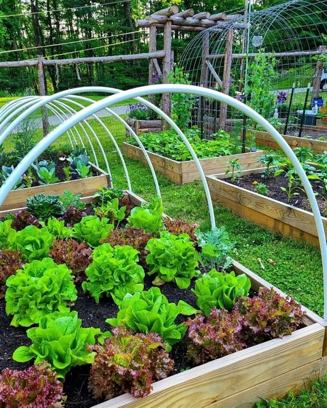 This is what we call with raised beds. It is great for you to make groups of the different plants and to help you manage the drainage.