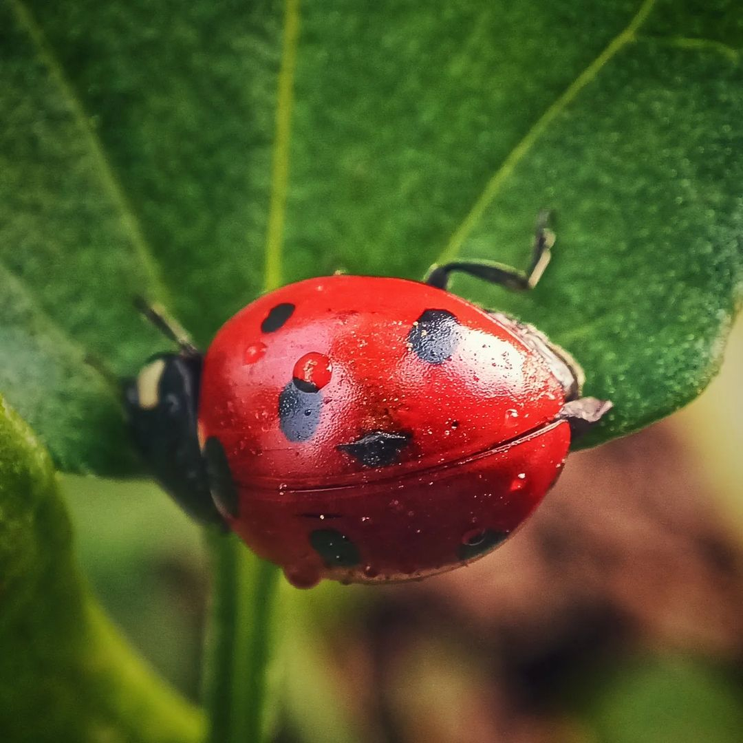This one is the lady bugs. Not only beneficial, but this insect also look pretty with the colors and patterns.