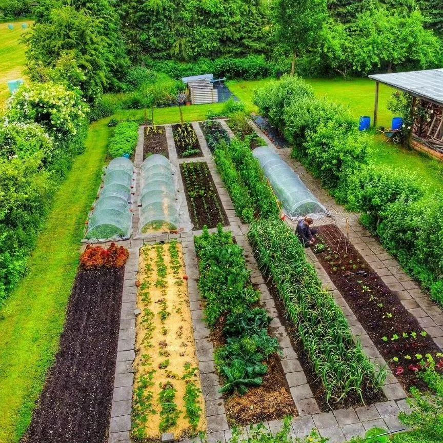 Look at this vegetable garden, there are some spots that are covered.