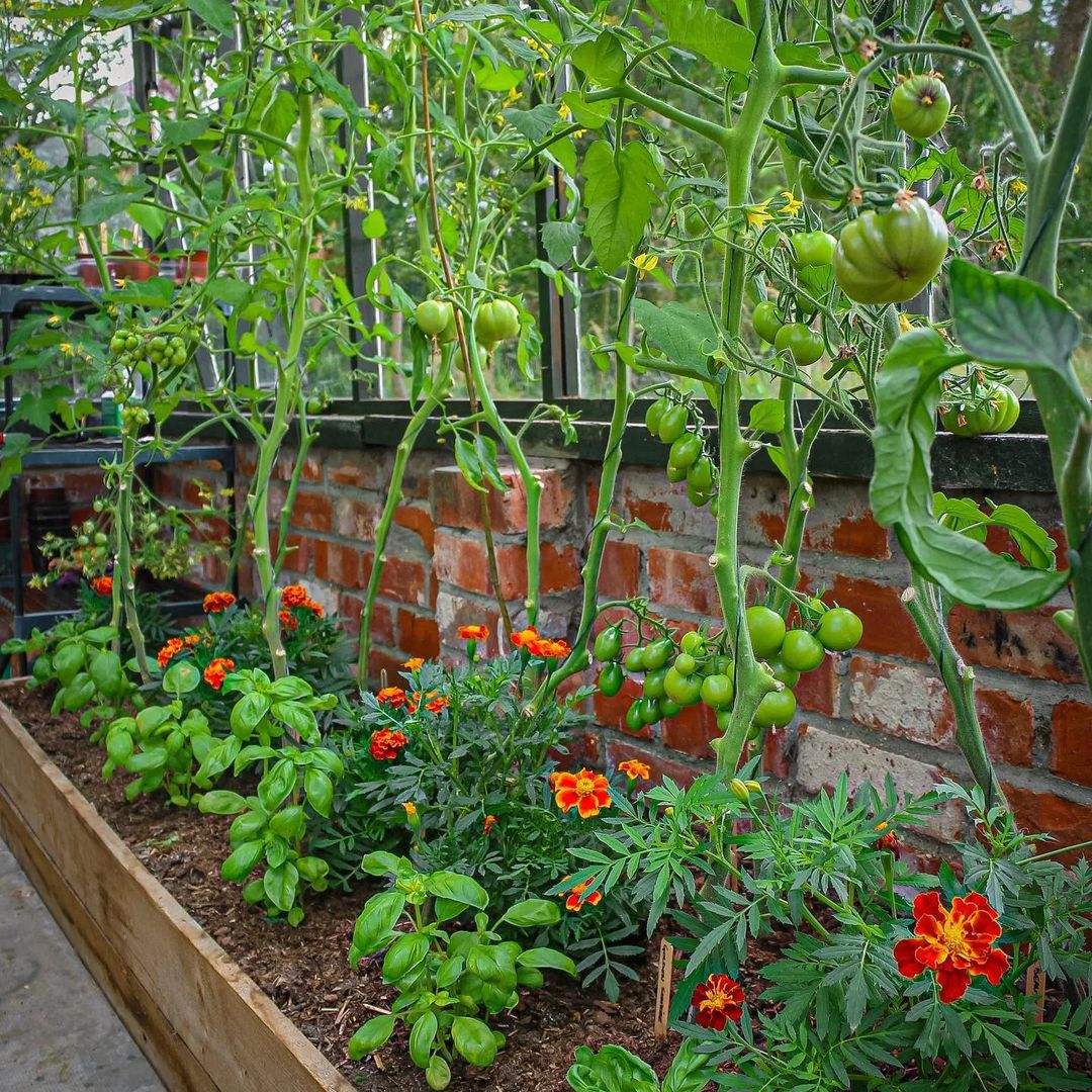 Tomatoes are an easy-to-grow vegetable. It also has many variations and functions for your daily consumption.