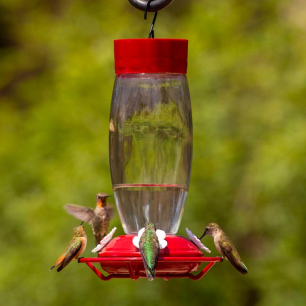 The color of this ant moat feeder is red which is the functional one to attract the birds.