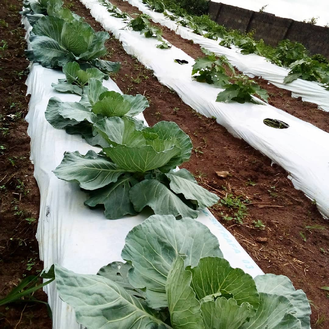This one is a kind of mulch that is mostly used for landscape farming.