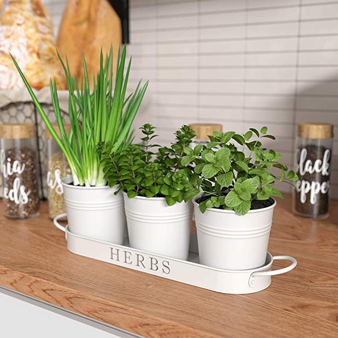 In a tray, this container gardening can be such a great addition to your kitchen.