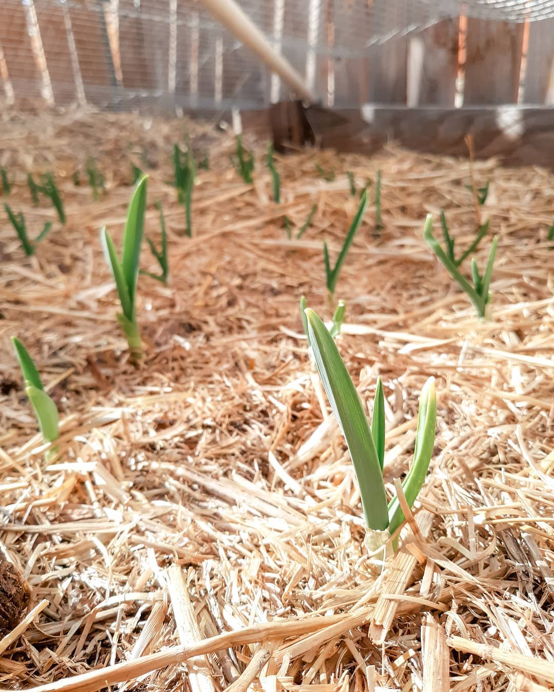 You can use the straw for landscape planting.