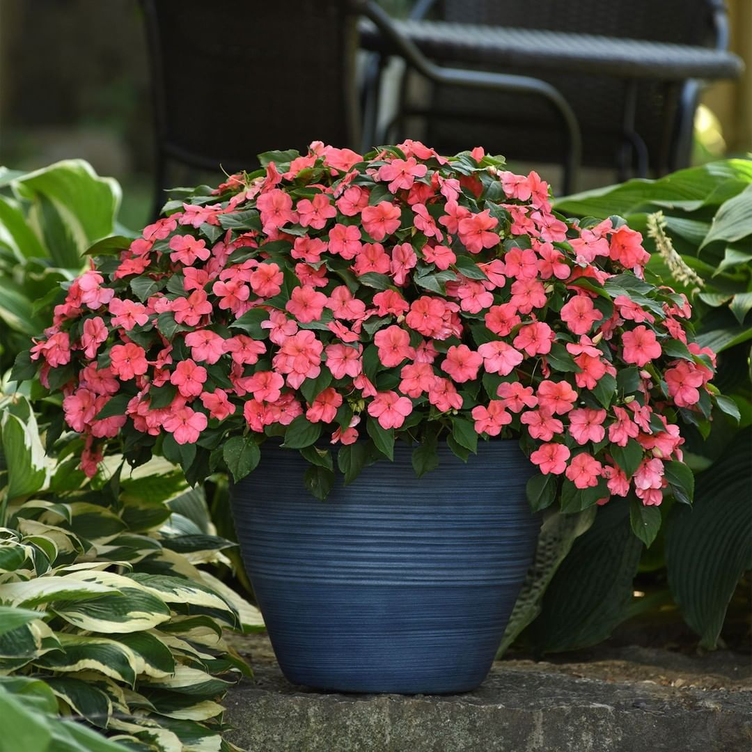 It is a kind of plant that is a colorful annual that blooms well in the shade.
