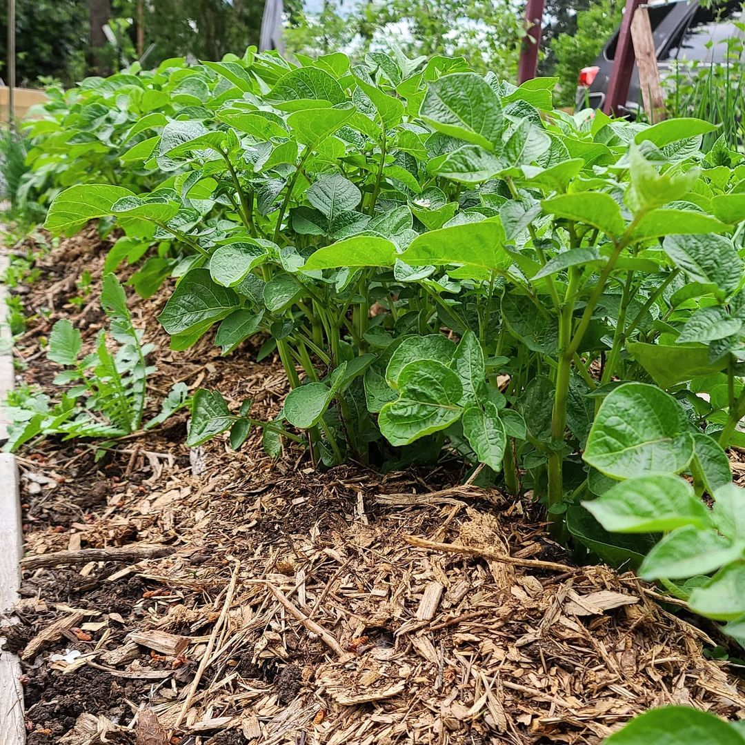 Just like straw mulch, wood chips, and bark are also commonly used for the vegetable garden.