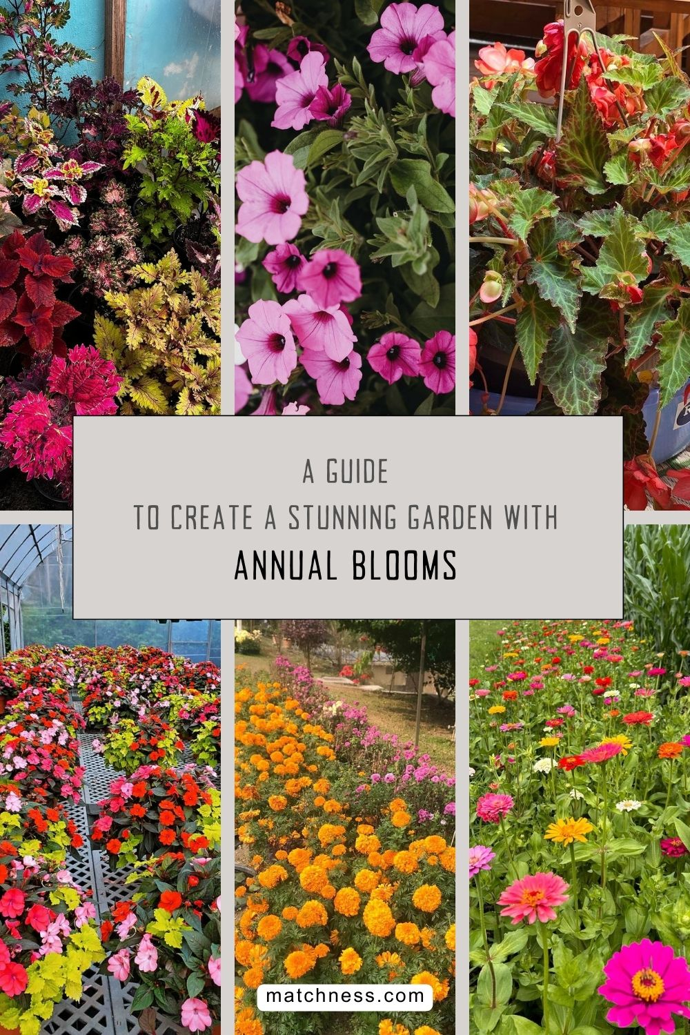 A guide to create a stunning garden with annual blooms
