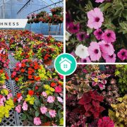 A guide to create a stunning garden with annual bloomsfi