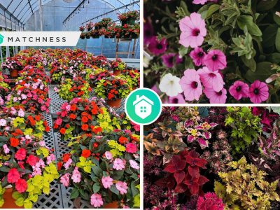 A guide to create a stunning garden with annual bloomsfi
