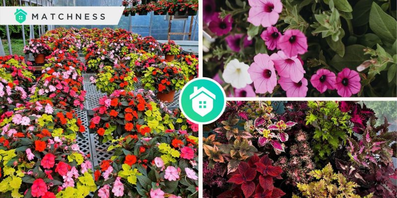 A guide to create a stunning garden with annual bloomsfi