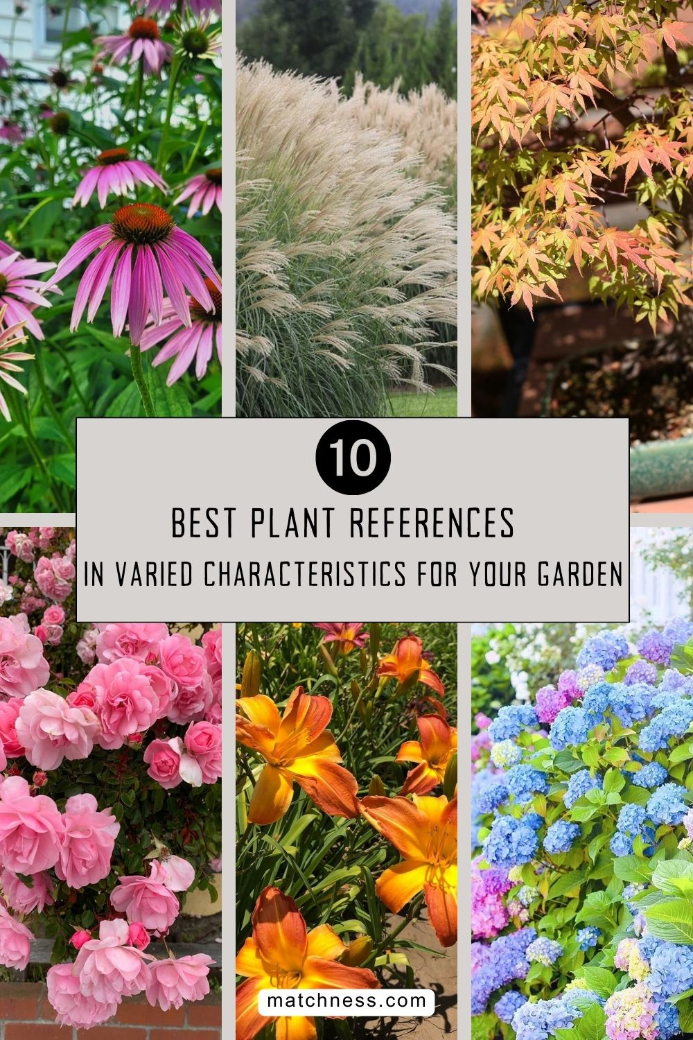 Best plant references in varied characteristics for your garden