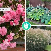 Best plant references in varied characteristics for your gardenfi