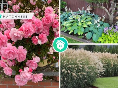 Best plant references in varied characteristics for your gardenfi