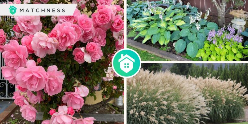 Best plant references in varied characteristics for your gardenfi