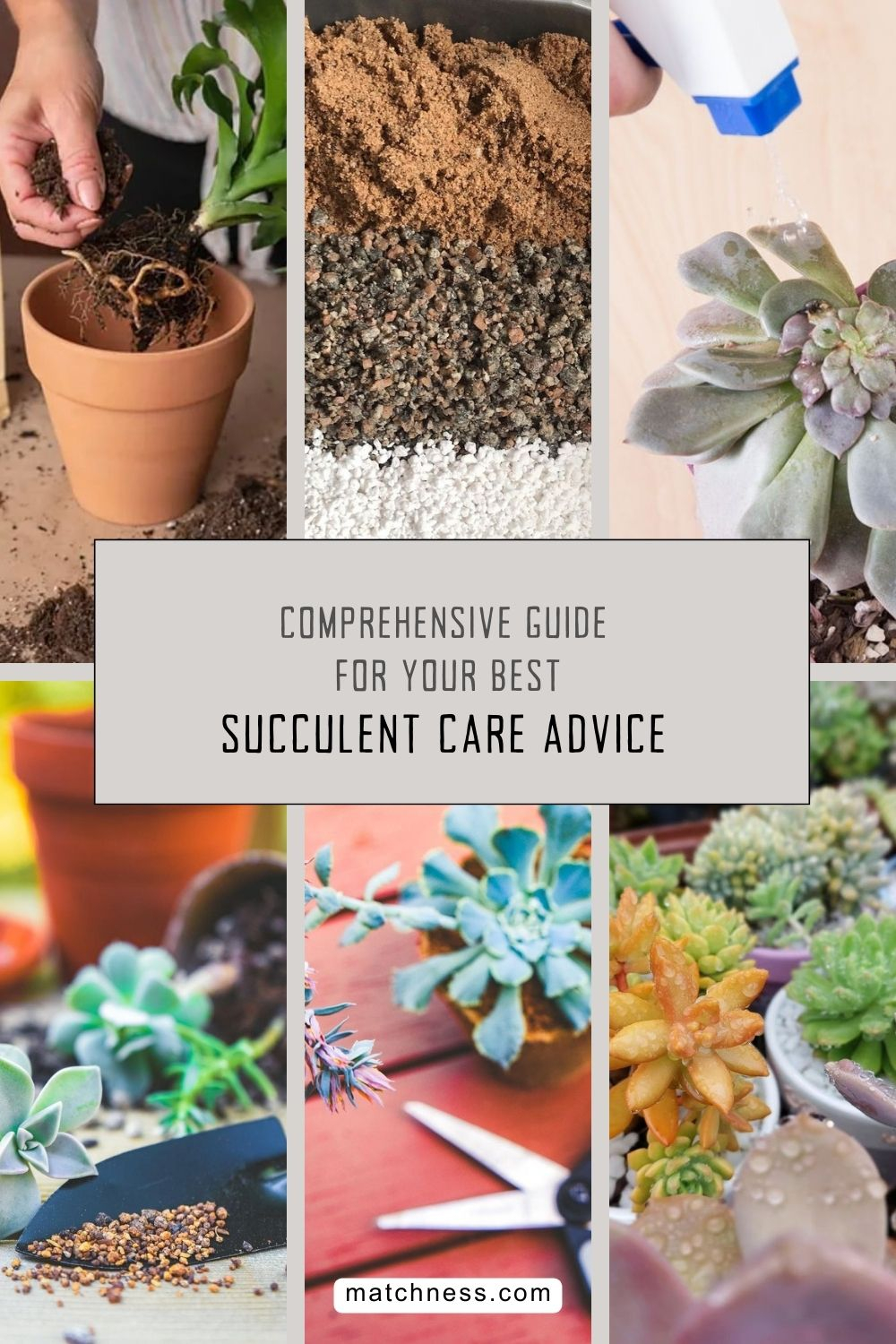 Comprehensive guide for your best succulent care advice