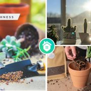 Comprehensive guide for your best succulent care advicefi