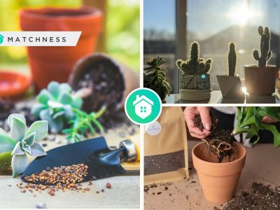 Comprehensive guide for your best succulent care advicefi