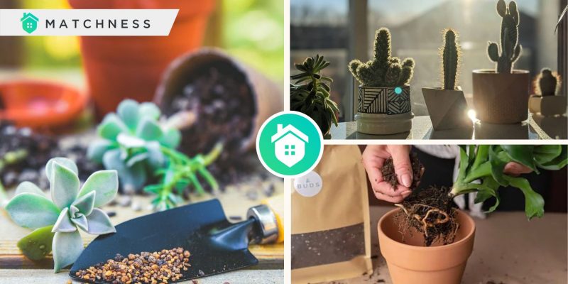 Comprehensive guide for your best succulent care advicefi