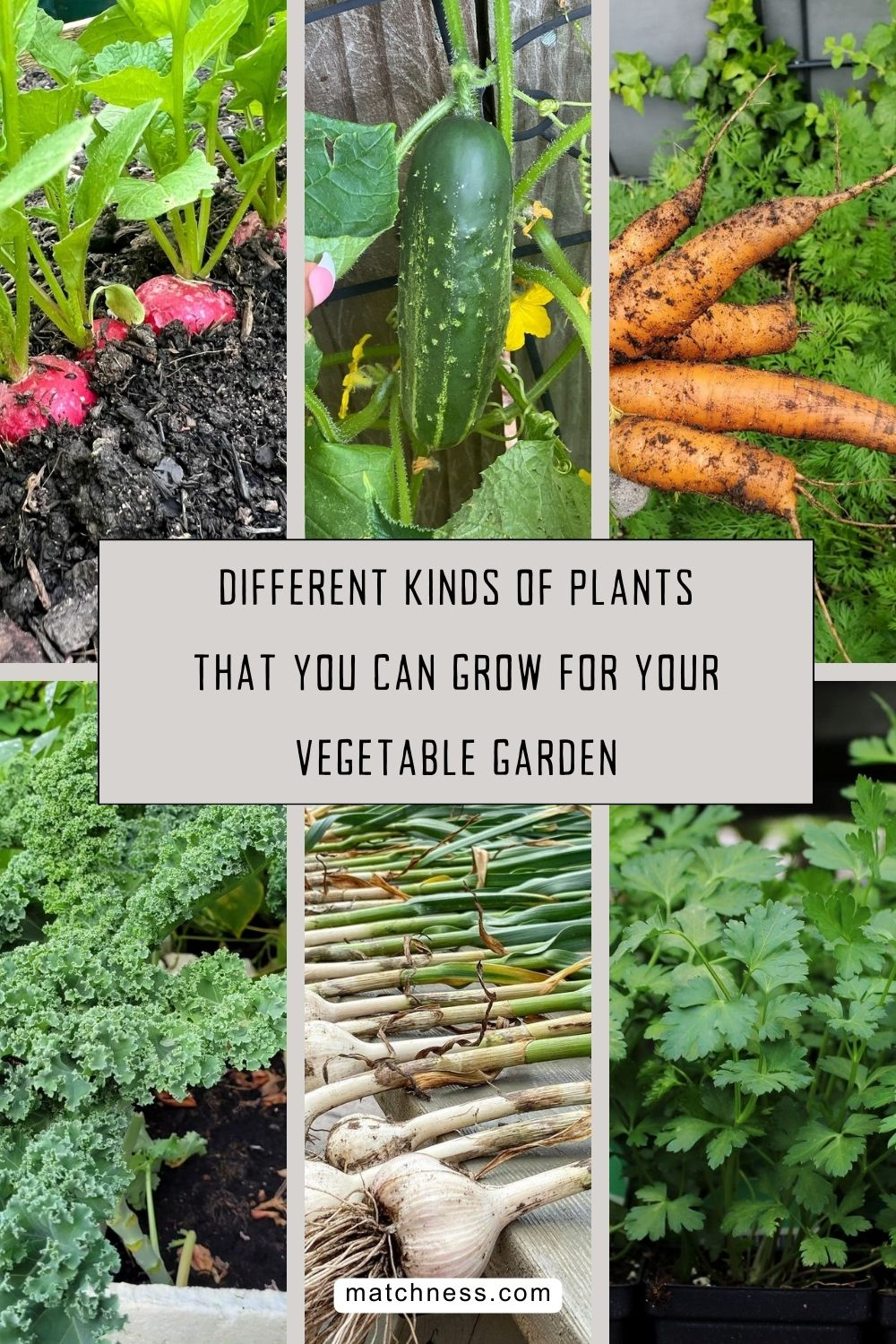 Different kinds of plants that you can grow for your vegetable garden