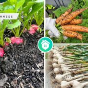 Different kinds of plants that you can grow for your vegetable gardenfi