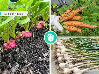 Different kinds of plants that you can grow for your vegetable gardenfi