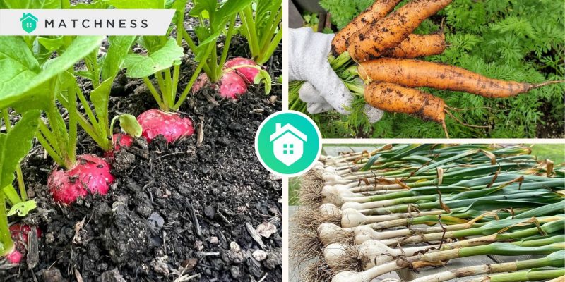Different kinds of plants that you can grow for your vegetable gardenfi