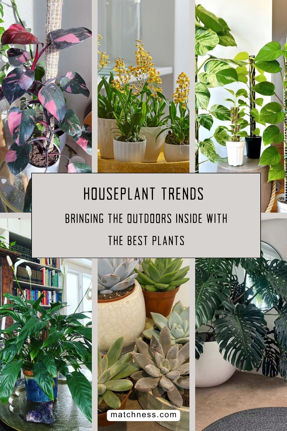 Houseplant trends bringing the outdoors inside with the best plants