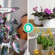 Houseplant trends bringing the outdoors inside with the best plantsfi