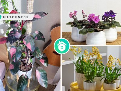 Houseplant trends bringing the outdoors inside with the best plantsfi