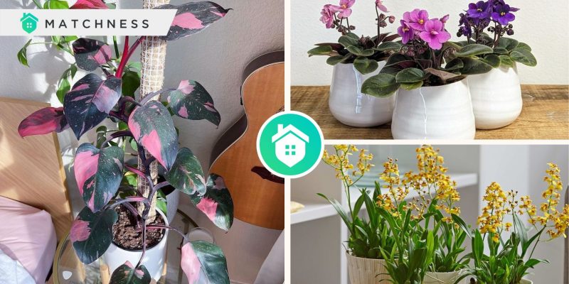 Houseplant trends bringing the outdoors inside with the best plantsfi
