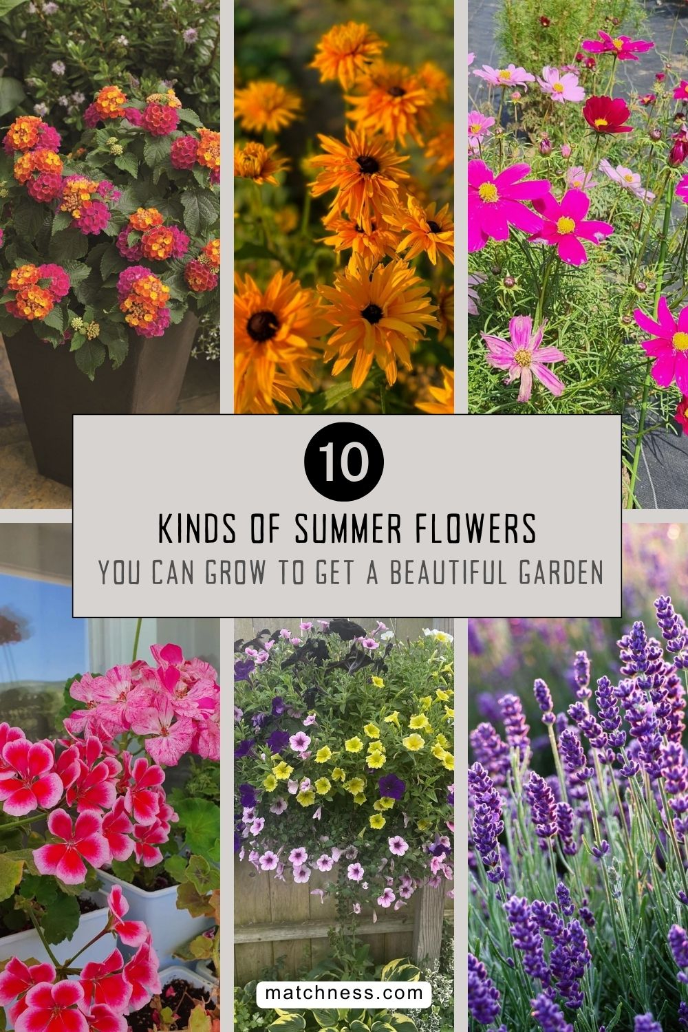 Kinds of summer flowers you can grow to get a beautiful garden