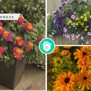 Kinds of summer flowers you can grow to get a beautiful gardenfi