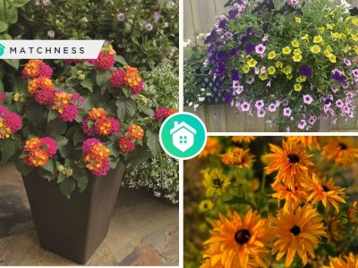 Kinds of summer flowers you can grow to get a beautiful gardenfi