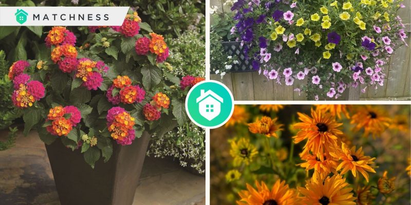 Kinds of summer flowers you can grow to get a beautiful gardenfi
