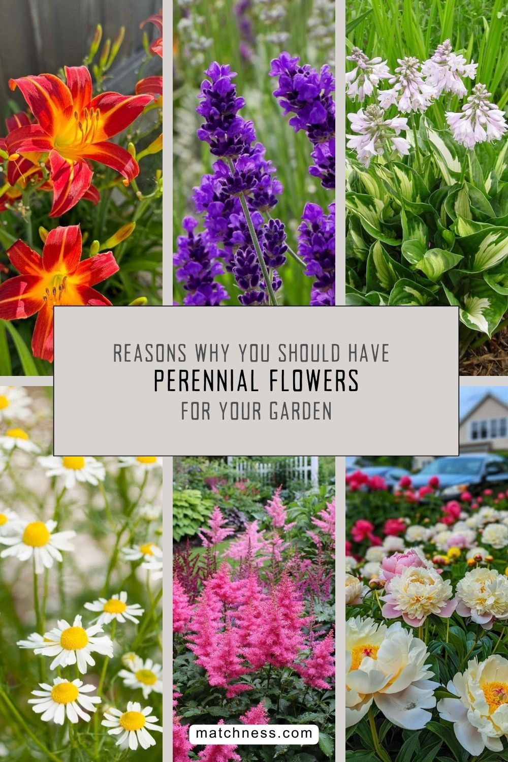 Reasons why you should have perennial flowers for your garden