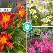 Reasons why you should have perennial flowers for your gardenfi