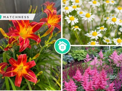 Reasons why you should have perennial flowers for your gardenfi