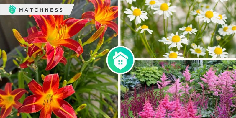 Reasons why you should have perennial flowers for your gardenfi