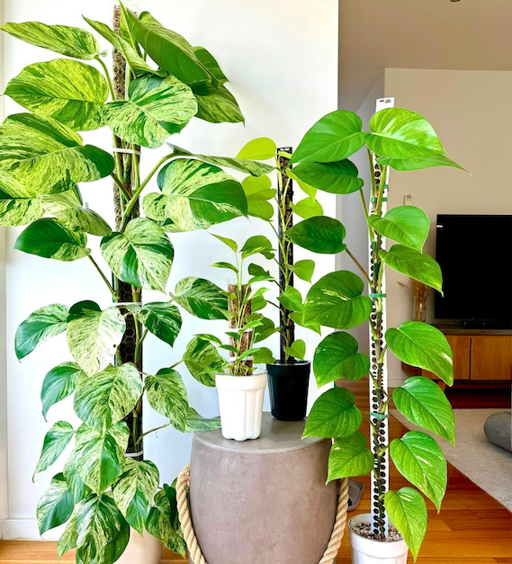 Here is the Pothis family. It consists of marble queen pothos, golden pothos, neon pothos, and green pothos.