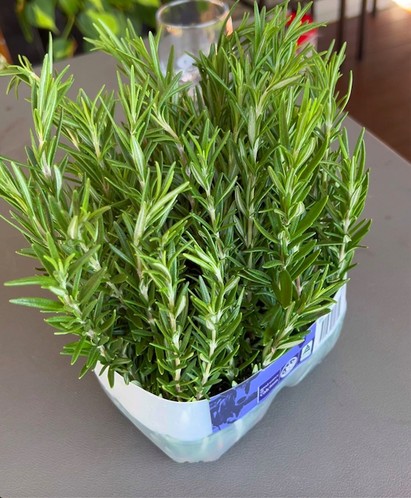 Rosemary with its towering type of plant can be a decorative one for your home decor.