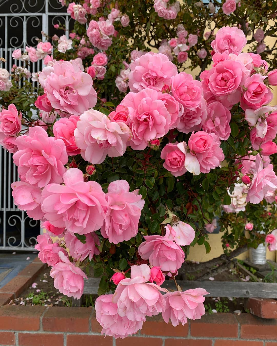 The beauty of the roses can't be doubted anymore. There are varied kinds of roses including the color.