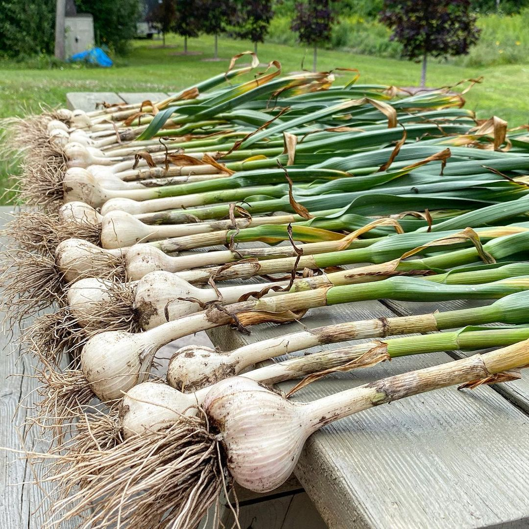 Garlic is planted in the fall and harvested in summer. It comes in Hardneck and Softneck varieties.