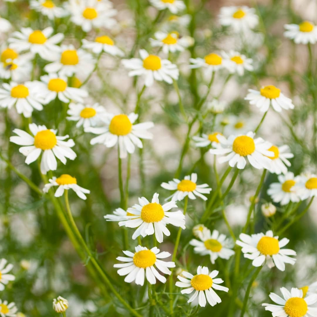 For the roman chamomile, you should have it in a massive planting because the flower is in small sizes.