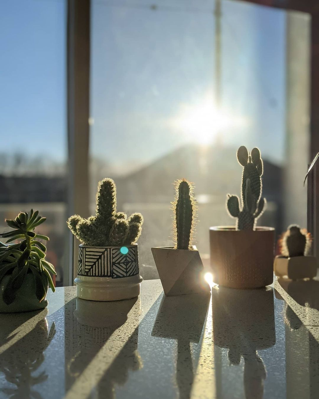 This one is an example of indoor succulents that are placed in a spot that is exposed to the sunlight. 