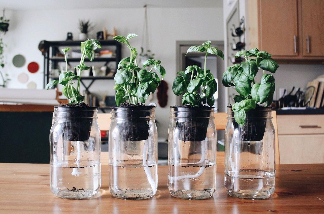 This one is an example of how you can grow the basil without worrying about maintenance.