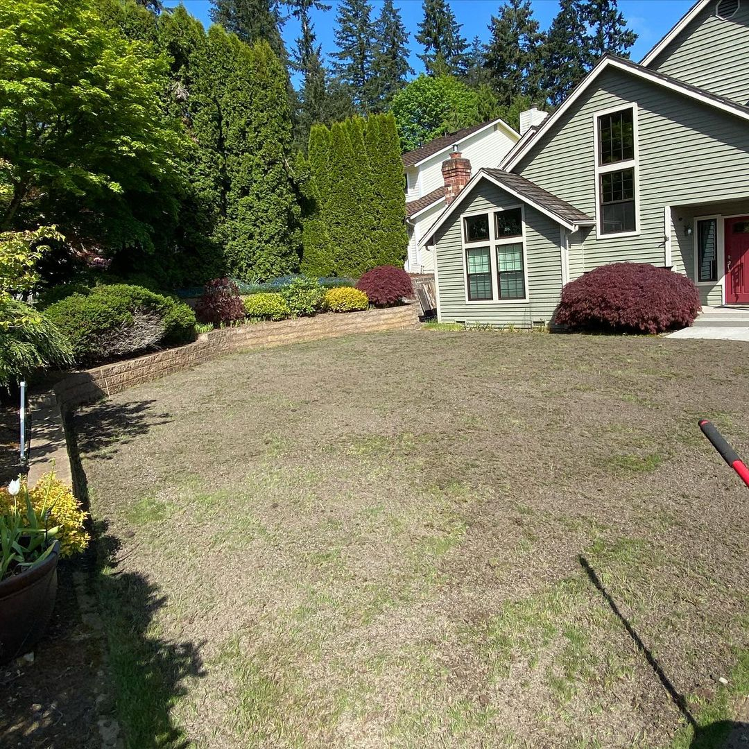 This is an example of the lawn condition that needs to be dethatched.