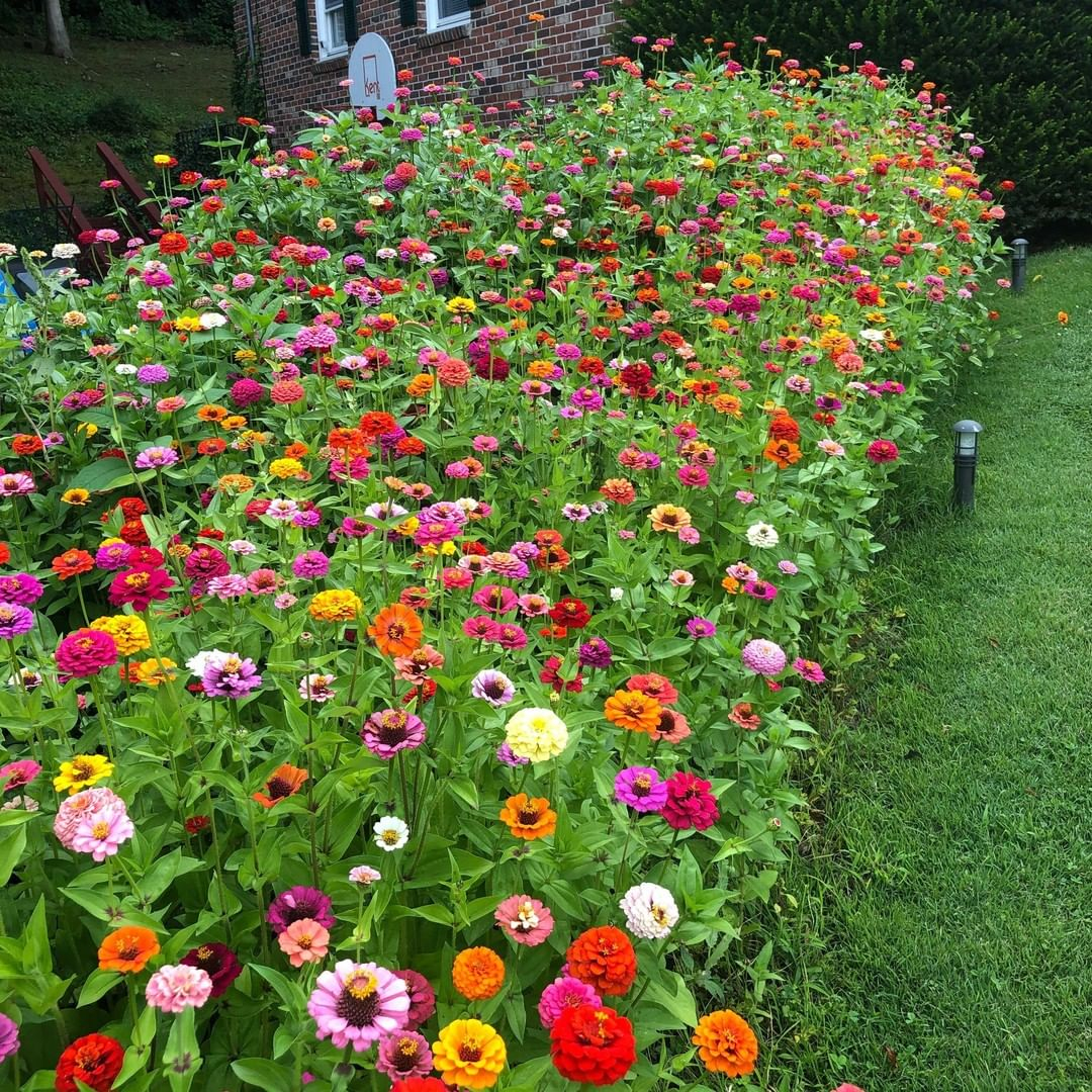 This one is an example of a garden that grows varied colors of the zinnias.
