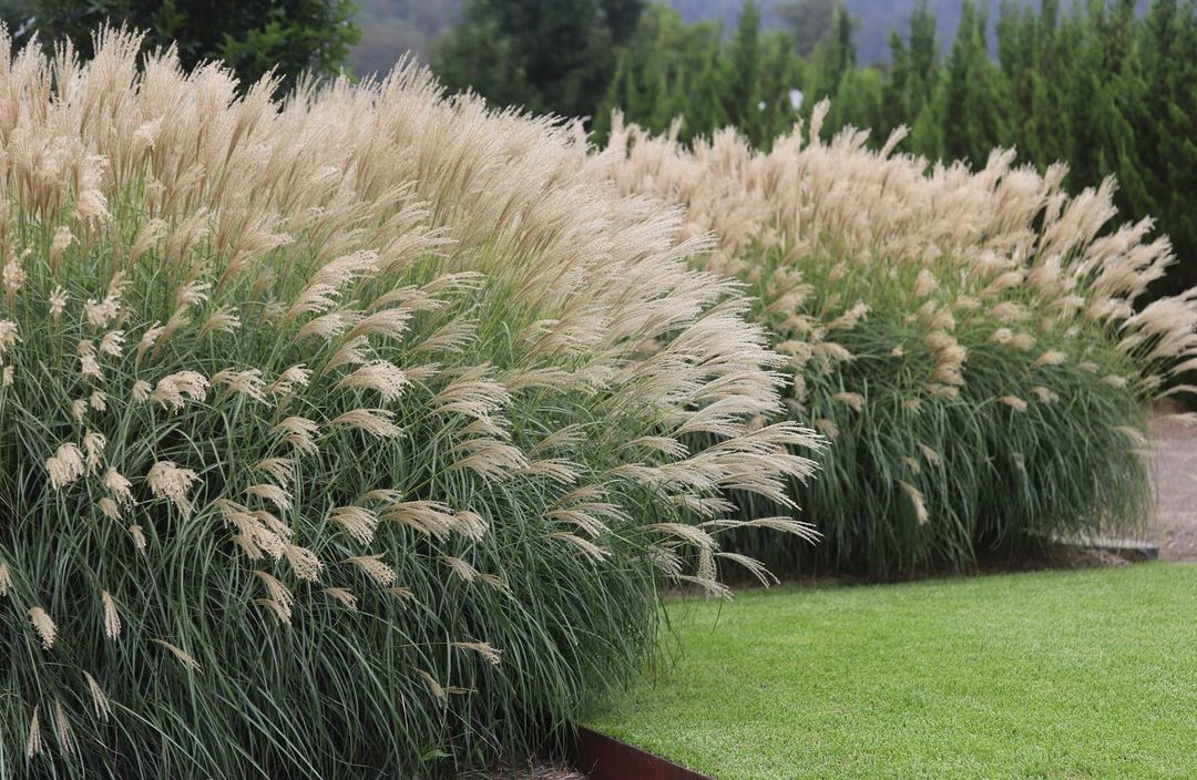 This maiden grass is such a great reference for your garden. It will let you experience a real natural atmosphere.