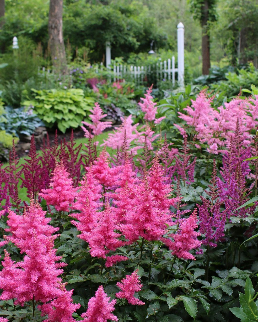This one is an example of the pink shade astilbe. You can see here how sweet and pretty the astilbe is.